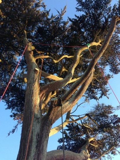 Dismantling a large Monterey cypress in Wyke Regis, Weymouth