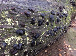 Typical mass of fruiting bodies - Bulgaria inquinans