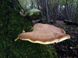 Birch polypore - Piptoporous betulinus