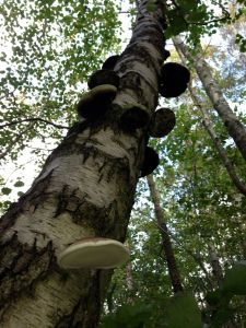 This dead birch is being recycled by the birch polypore - Piptoporous betulinus 
