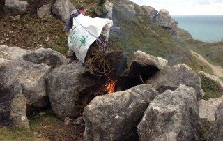 Sean burning dead Cotoneaster integrifolius plants