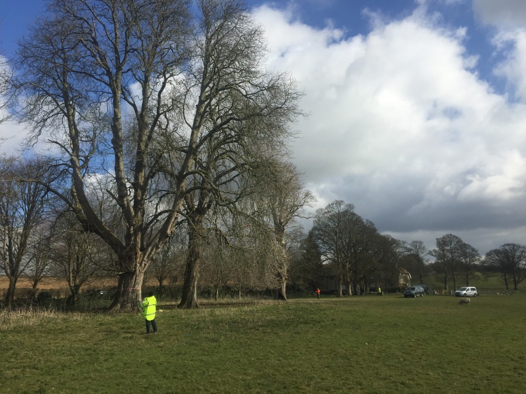 Tree inspection, Kingston Maurward avenue, Dorchester