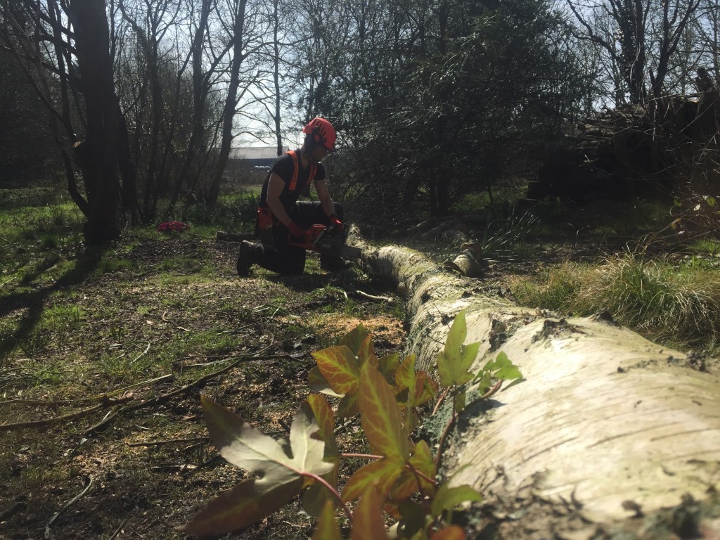 cross-cutting a birch