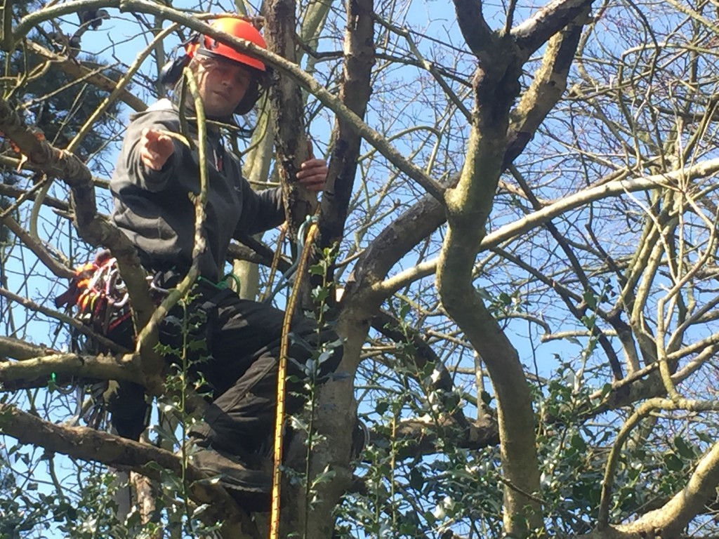 removing dead branches
