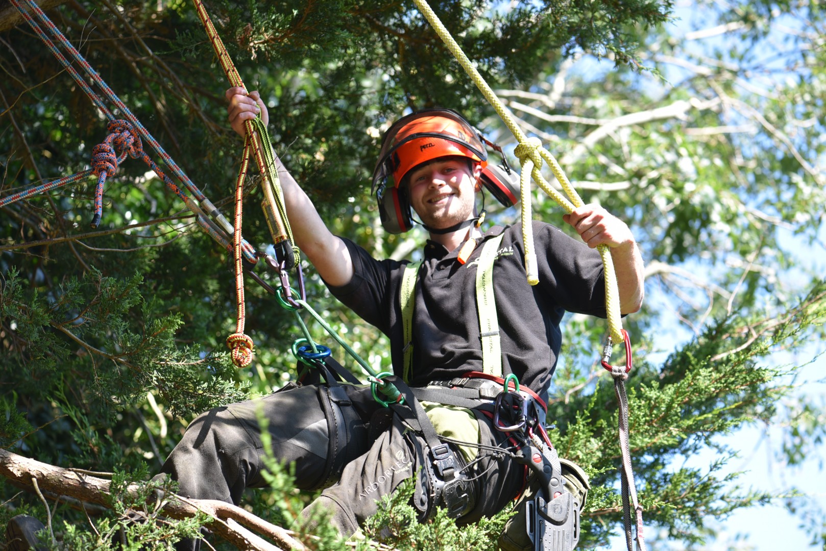 Monterey cypress crown reduction.jpg Weymouth tree work