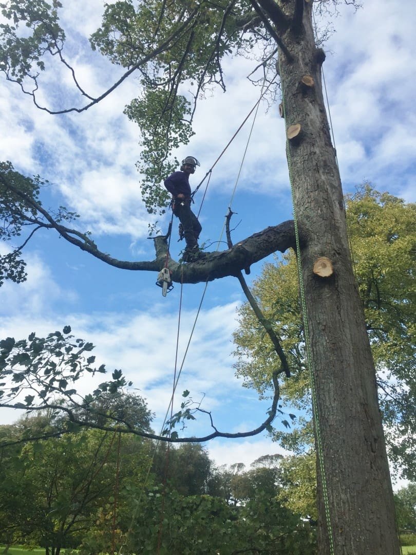 Lulworth Castle House - sycamore dismantle