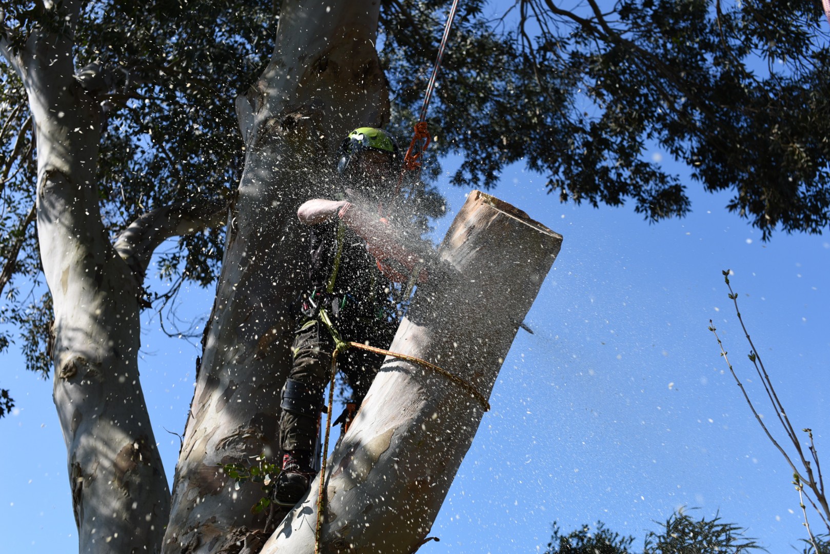 Chogging down a eucalyptus stem