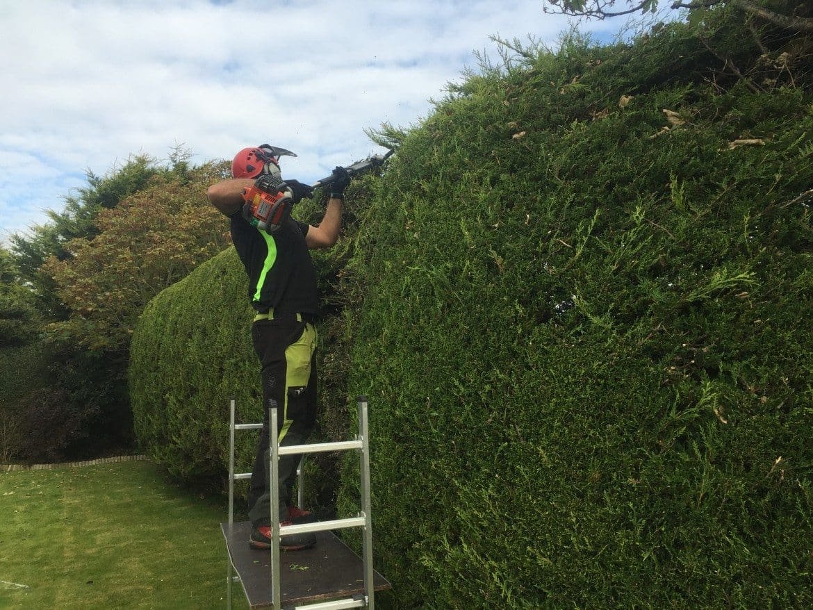Hedge trimming - Weymouth Tree Surgeon Coastal Tree Care