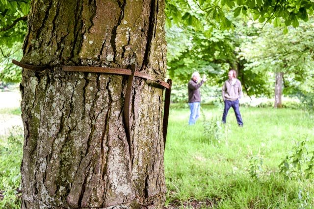 Ancient Tree Forum, ATF, ancient trees, veteran trees