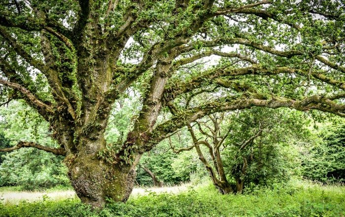 Ancient Tree Forum, ATF, ancient trees, veteran trees, Dorset
