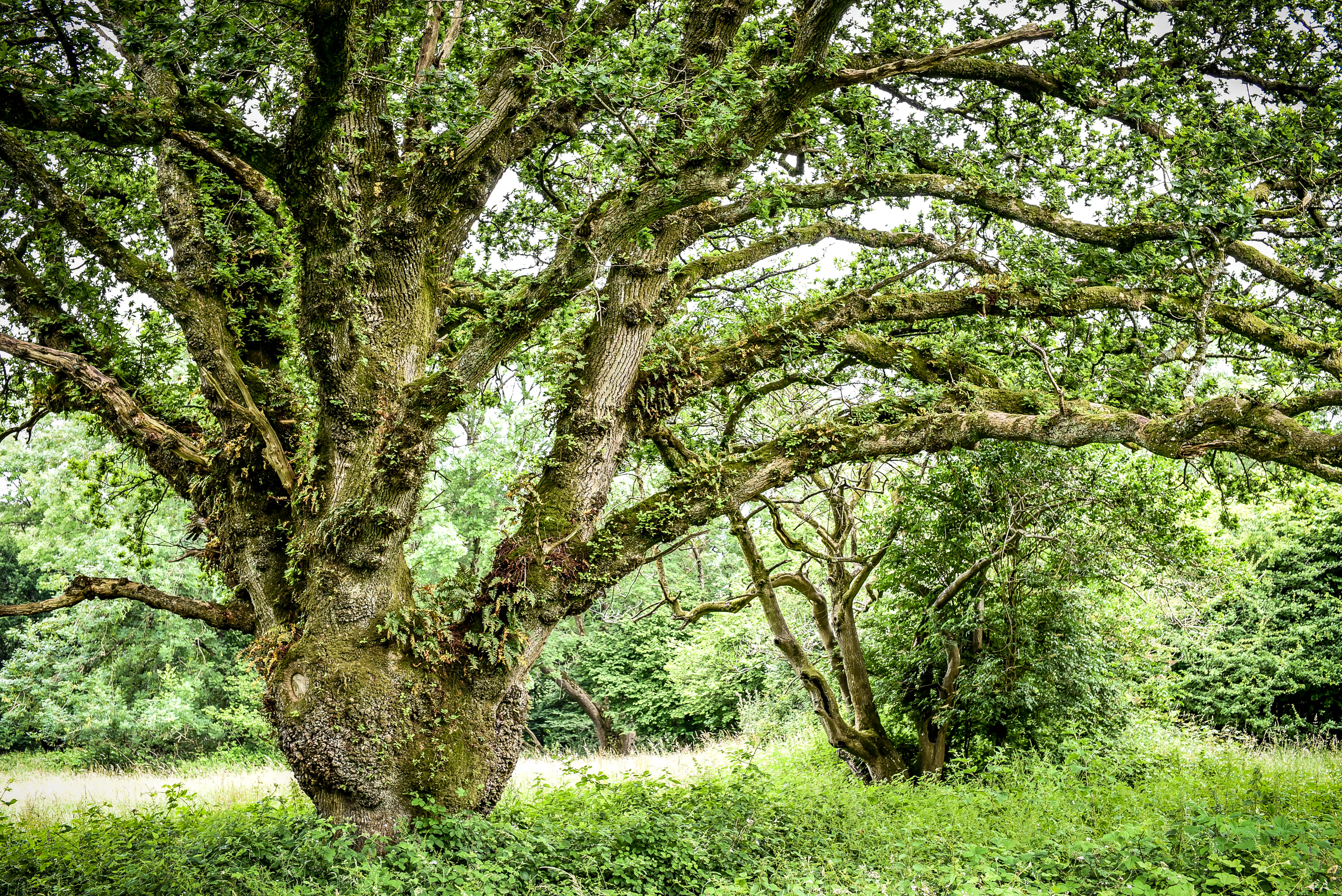 Ancient Tree Forum, ATF, ancient trees, veteran trees, Dorset
