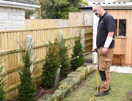 Planting a yew hedge