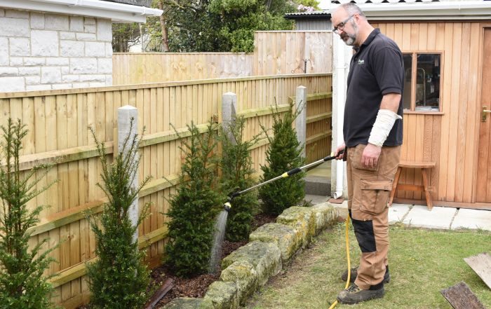 planting a yew hedge, yew, hedge, planting,