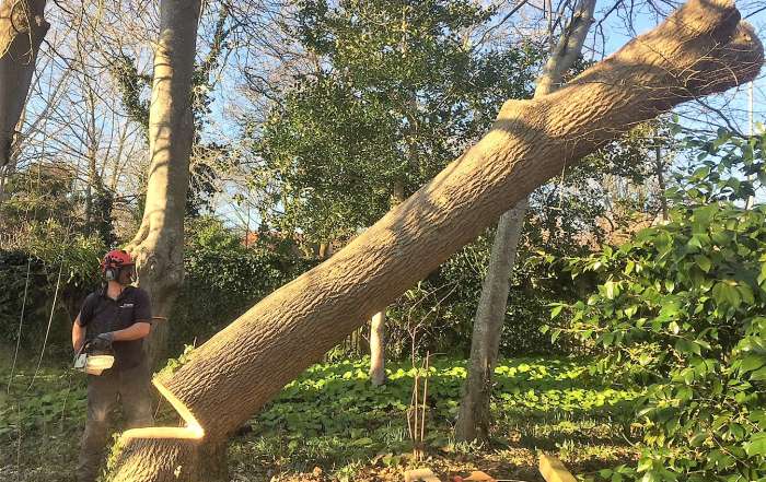 felling a large ash tree, tree felling in Weymouth, tree felling, ash tree, tree dismantling, Weymouth tree felling, tree safety work, dangerous tree