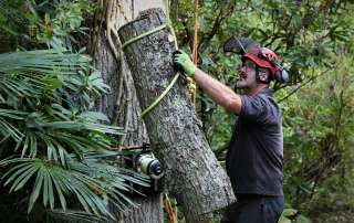 tree care, tree care Weymouth, Weymouth tree care, Abbotsbury Subtropical Gardens, emergency tree care, emergency tree work, arborist, climbing arborist, Weymouth tree surgeons, Dorchester tree surgeons, ratchet straps,