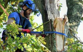 Abbotsbury Subtropical Gardens, emergency tree care, emergency tree work, arborist, climbing arborist, Weymouth tree surgeons, Dorchester tree surgeons, ratchet straps,