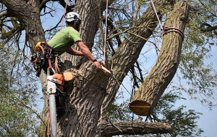 dismantling a large willow tree, dismantling, tree dismantle, willow tree, Weymouth tree surgeon, Weymouth tree surgeons, Dorset tree surgeons, Dorset tree surgery, Dorchester tree surgery, tree surgery Dorset, tree surgery Dorchester, tree surgery Weymouth, arborists, arboriculture