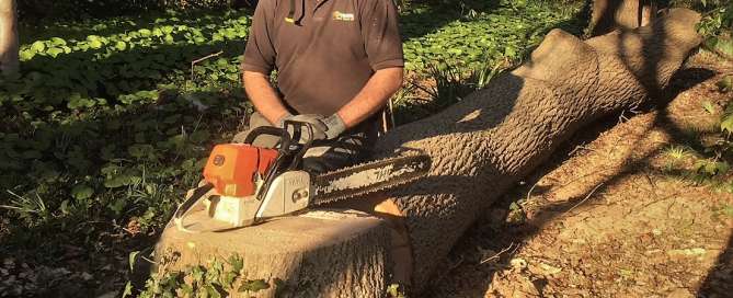 felling a large ash tree, tree felling in Weymouth, tree felling, ash tree, tree dismantling, Weymouth tree felling, tree safety work, dangerous tree