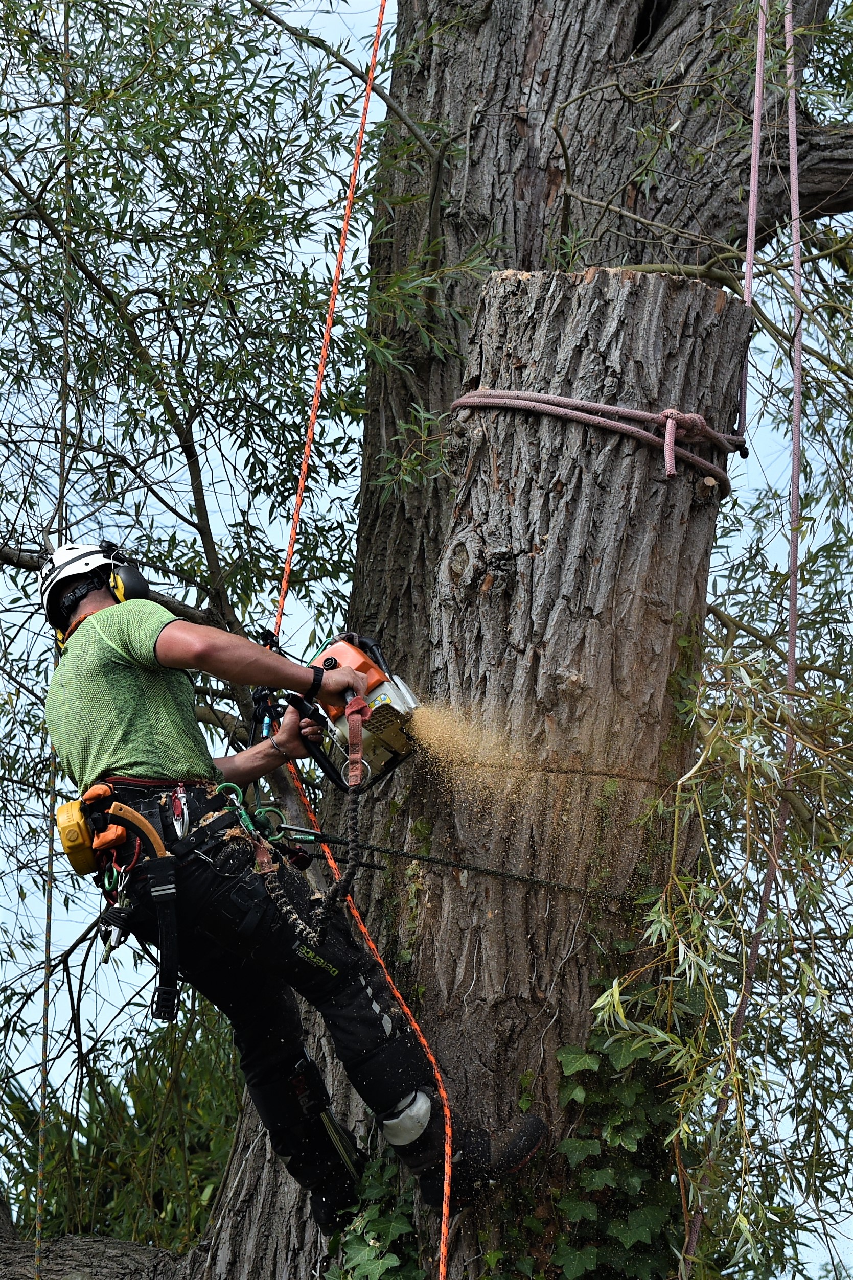 dismantling a large willow tree, dismantling, tree dismantle, willow tree, Weymouth tree surgeon, Weymouth tree surgeons, Dorset tree surgeons, Dorset tree surgery, Dorchester tree surgery, tree surgery Dorset, tree surgery Dorchester, tree surgery Weymouth, arborists, arboriculture