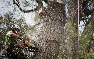 dismantling a large willow tree, dismantling, tree dismantle, willow tree, Weymouth tree surgeon, Weymouth tree surgeons, Dorset tree surgeons, Dorset tree surgery, Dorchester tree surgery, tree surgery Dorset, tree surgery Dorchester, tree surgery Weymouth, arborists, arboriculture