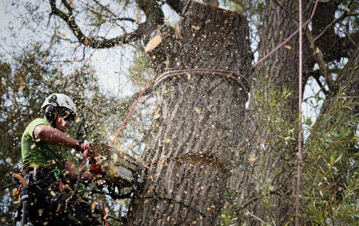 dismantling a large willow tree, dismantling, tree dismantle, willow tree, Weymouth tree surgeon, Weymouth tree surgeons, Dorset tree surgeons, Dorset tree surgery, Dorchester tree surgery, tree surgery Dorset, tree surgery Dorchester, tree surgery Weymouth, arborists, arboriculture