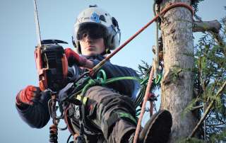 tree management, tree felling, Weymouth tree surgeon, Weymouth tree surgeons, Weymouth arborist, arborist Weymouth, arborist Dorchester, arborist Dorset, tree management plans