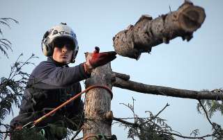 James sending a log, tree management, tree felling, Weymouth tree surgeon, Weymouth tree surgeons, Weymouth arborist, arborist Weymouth, arborist Dorchester, arborist Dorset, tree management plans