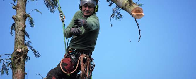 tree management, tree felling, Weymouth tree surgeon, Weymouth tree surgeons, Weymouth arborist, arborist Weymouth, arborist Dorchester, arborist Dorset, tree management plans
