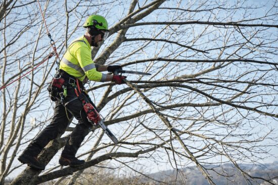 Tree surgeon carrying out crown thinning in Weymouth